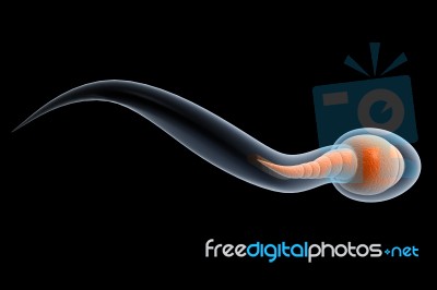 Sperm Stock Image