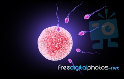 Sperm Stock Image