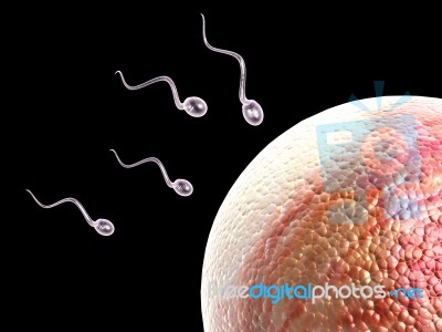 Sperm Stock Image