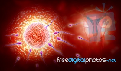 Sperm And Egg Stock Image