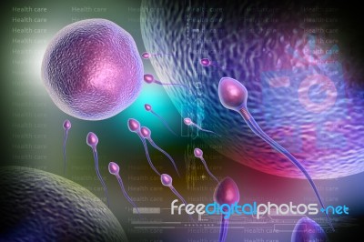 Sperm And Egg Cell Stock Image