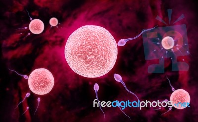 Sperm Fertilizing The Egg Stock Image