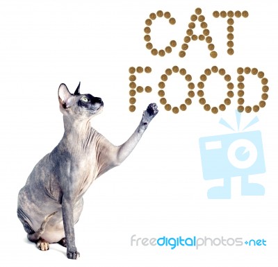 Sphynx Cat And The Inscription Of The Feed 'cat Food' Stock Photo