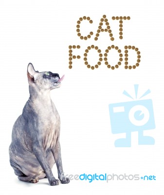 Sphynx Cat And The Inscription Of The Feed 'cat Food' Stock Photo