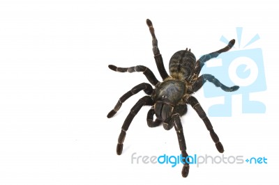 Spider Stock Photo