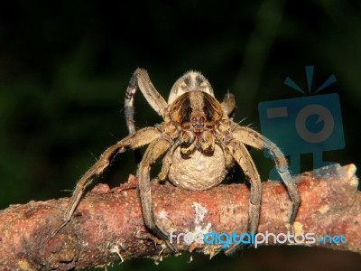 Spider Carrying Eggs - Lycosa Erythrognatha Stock Photo