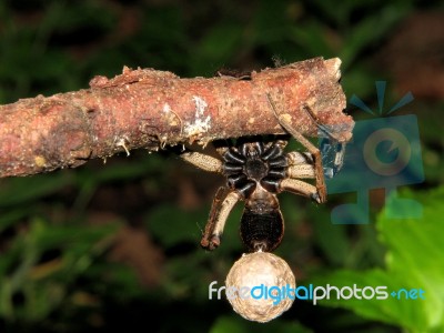 Spider Carrying Eggs - Lycosa Erythrognatha Stock Photo