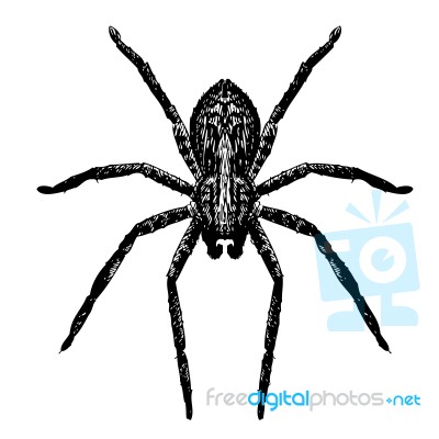 Spider, Doodle Stock Image