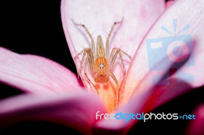
Spider Flower With Beautiful Mountain Views Stock Photo
