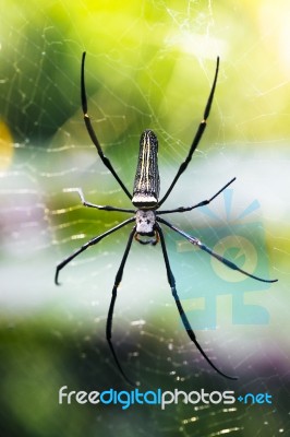 Spider In The Forest Stock Photo