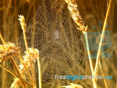 Spider In Web Stock Photo