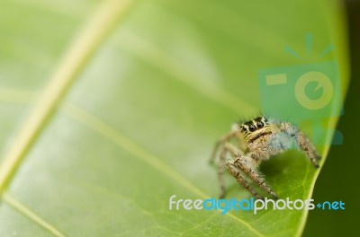 Spider On Green Leaf Stock Photo