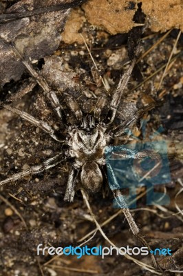 Spider On The Wild Stock Photo