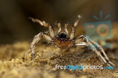 Spider On The Wild Stock Photo