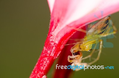 Spider Prey Stock Photo