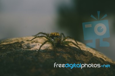 Spider Sitting On Wood Stock Photo