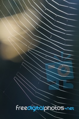 Spider Web In Nature Stock Photo