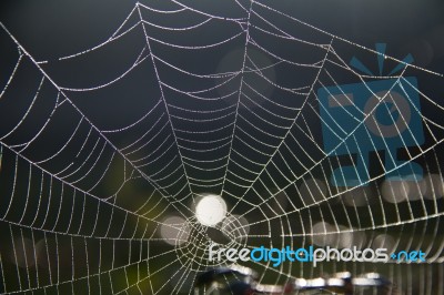 Spider Web On The Morning Stock Photo
