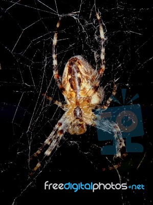 Spider With Spider Web Stock Photo Spider With Spider Web Stock Photo