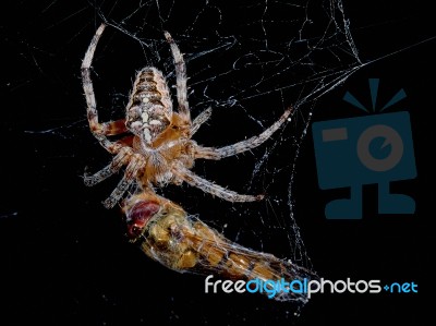 Spider With The Victim Of A Dragonfly Stock Image