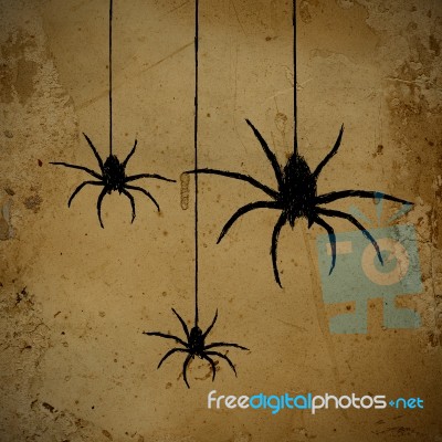 Spiders Stock Image