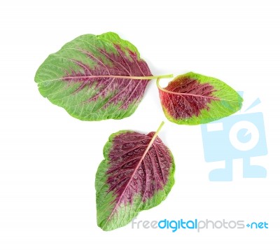 Spinach Isolated On The White Background Stock Photo