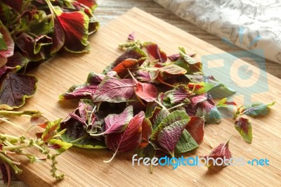 Spinach  Red Fresh Vegetable Organic Stock Photo
