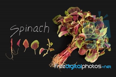 Spinach Red Fresh Vegetable Organic Blackboard Stock Photo
