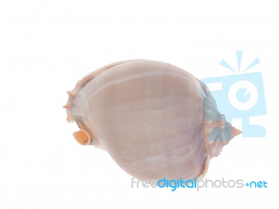 Spiral Mollusk Shell Isolated On White Stock Photo