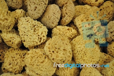 Sponges Stock Photo