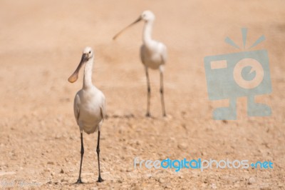 Spoonbill Stock Photo