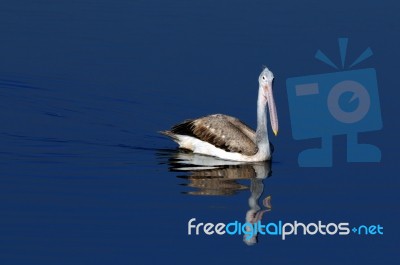Spot Billed Pelican Stock Photo