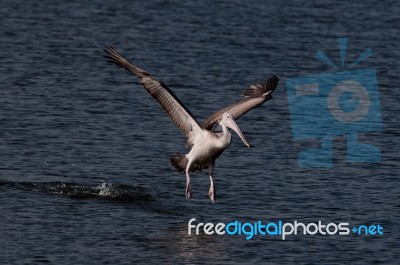 Spot Billed Pelican Stock Photo