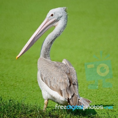 Spot-billed Pelican Stock Photo