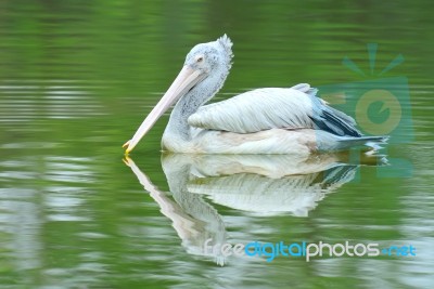 Spot Billed Pelican Stock Photo