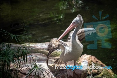 Spot-billed Pelican (pelecanus Philippensis) At The Bioparc Fuen… Stock Photo