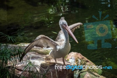 Spot-billed Pelican (pelecanus Philippensis) At The Bioparc Fuen… Stock Photo