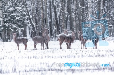 Spotted Deer In The Winter Forest Stock Photo