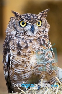 Spotted Eagle-owl (bubo Africanus) Stock Photo