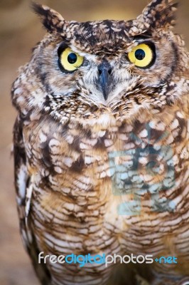 Spotted Eagle-owl (bubo Africanus) Stock Photo