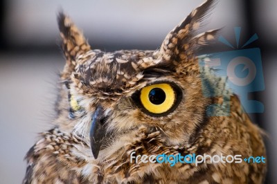 Spotted Eagle-owl (bubo Africanus) Stock Photo