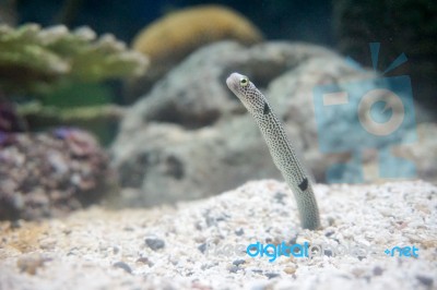 Spotted Garden Eel Stock Photo