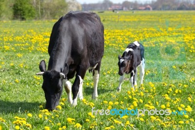 Spotted Mother Cow And Calf In Meadow With Yellow Dandelions Stock Photo