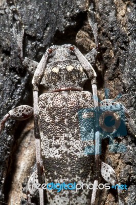 Spotted Pine Sawyer (monochamus Clamator) Stock Photo