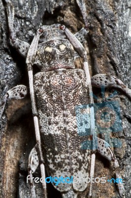 Spotted Pine Sawyer (monochamus Clamator) Stock Photo