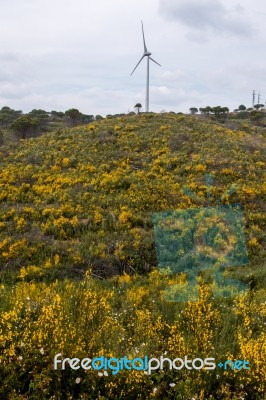 Spring Algarve Landscape Flora Stock Photo