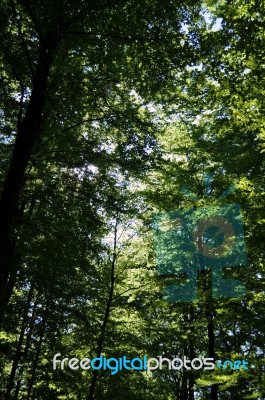 Spring Beech Forest 1 Stock Photo Spring Beech Forest 1 Stock Photo