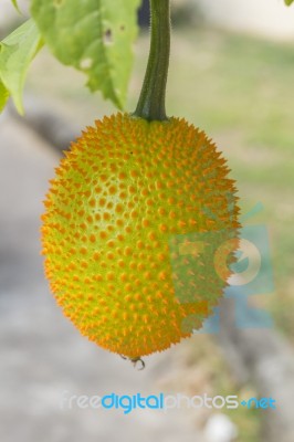 Spring Bitter Cucumber Stock Photo