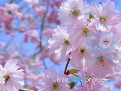 Spring Blossom Stock Photo