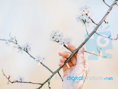 Spring Blossom Stock Photo